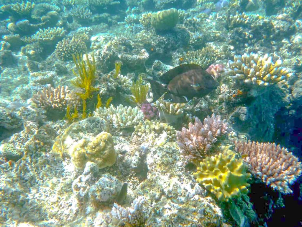 Sydney Opera House and Harbour Bridge at sunset, city lights reflecting on the bay