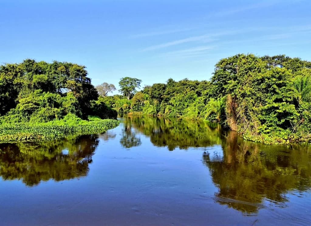Família de capivaras pastando à beira do rio