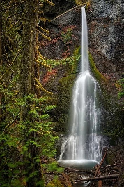 Olympic National Park - Photo by aryan Verma