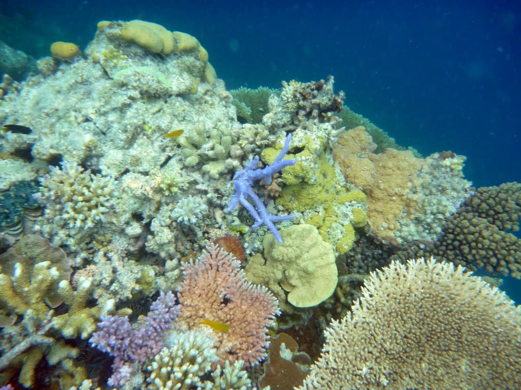 Underwater coral and fish, Great Barrier Reef