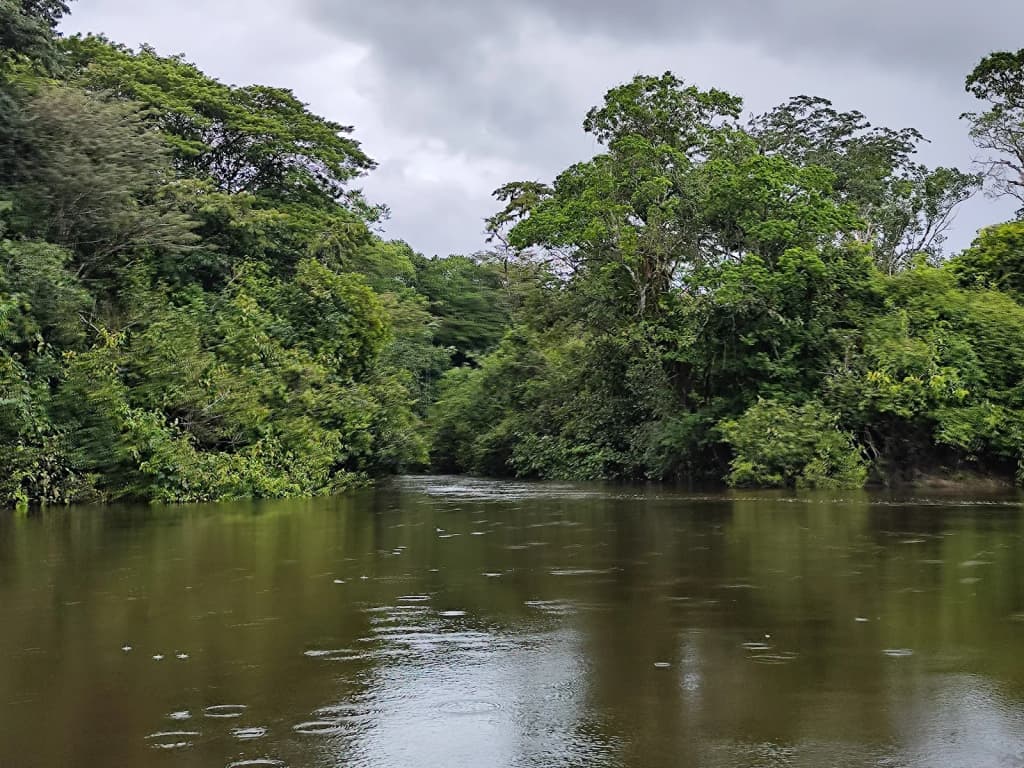 Towering rainforest canopy in Floresta Nacional do Amapá