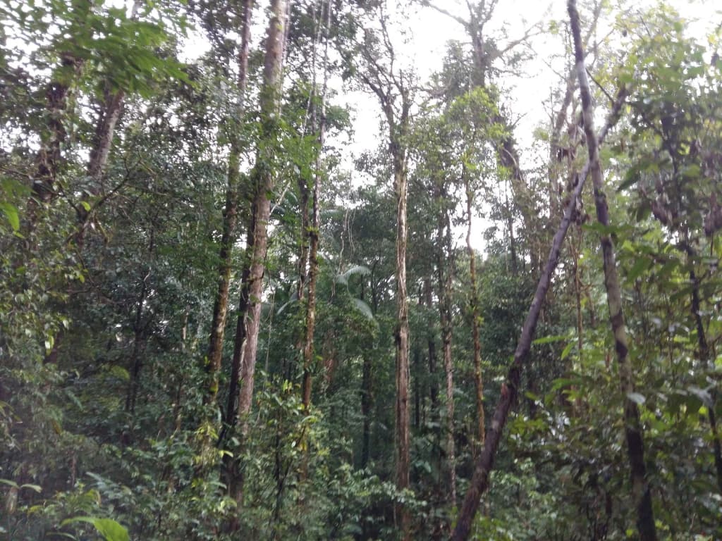 Simple riverside house deep in the Amazon, Floresta Nacional do Amapá