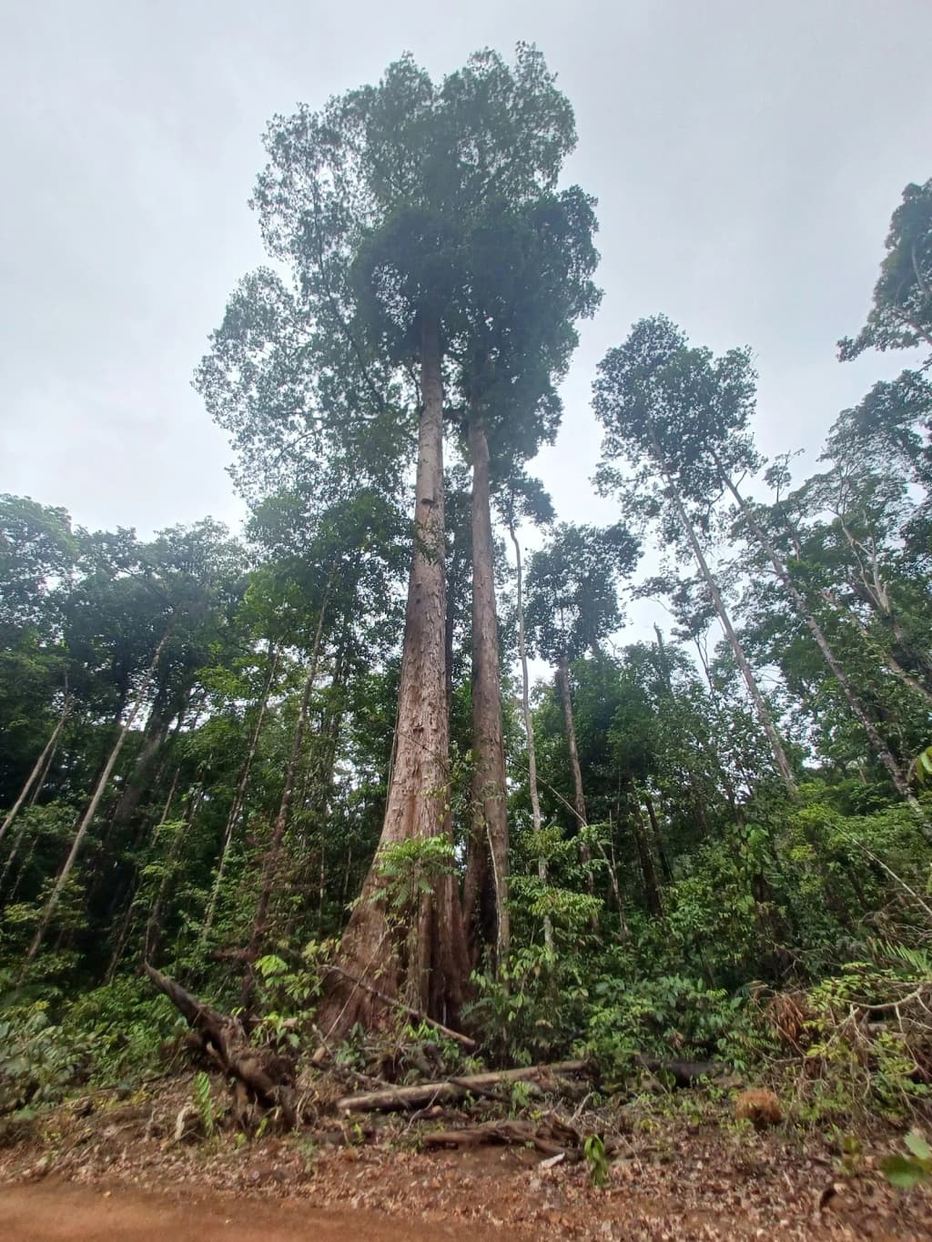 Women processing Amazonian seeds for soap and oil