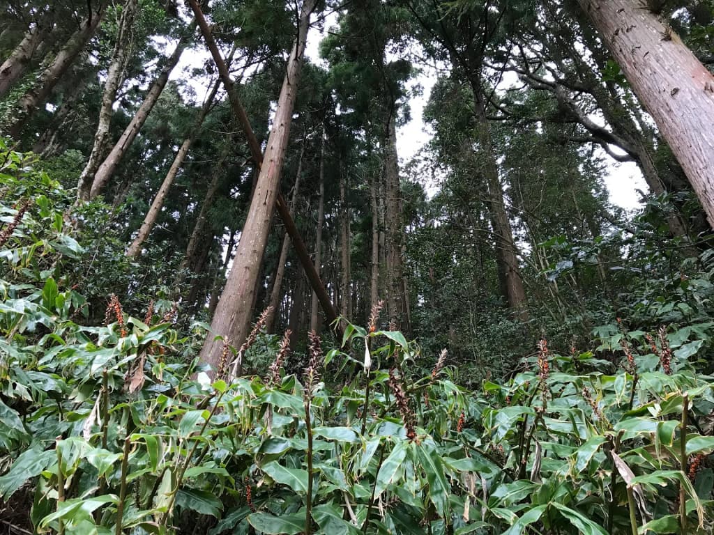 Lagoa das Sete Cidades, colinas verdes y agua azul, Azores