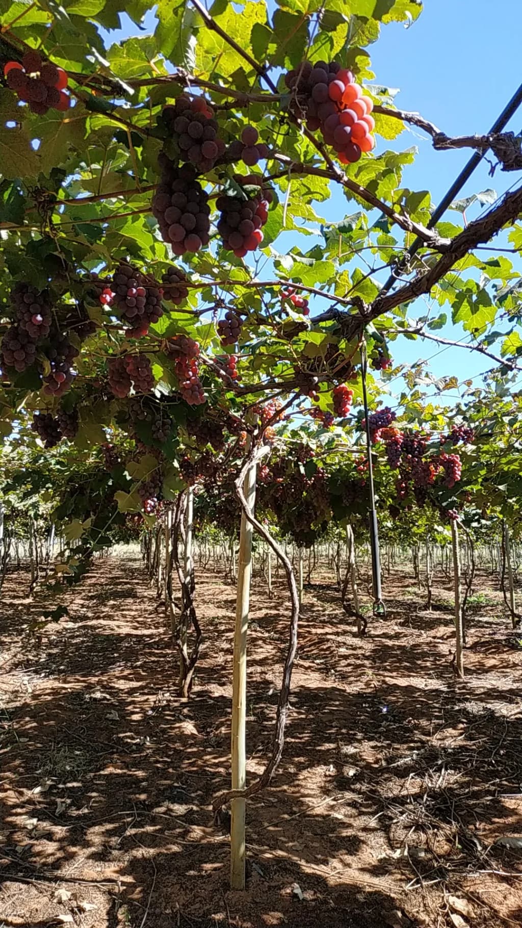 A panoramic view of the Cerrado landscape, dotted with rock formations and open sky