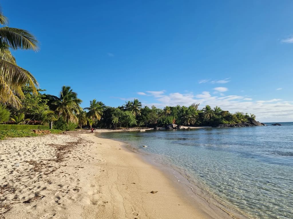 Lemur perched on a branch in lush rainforest