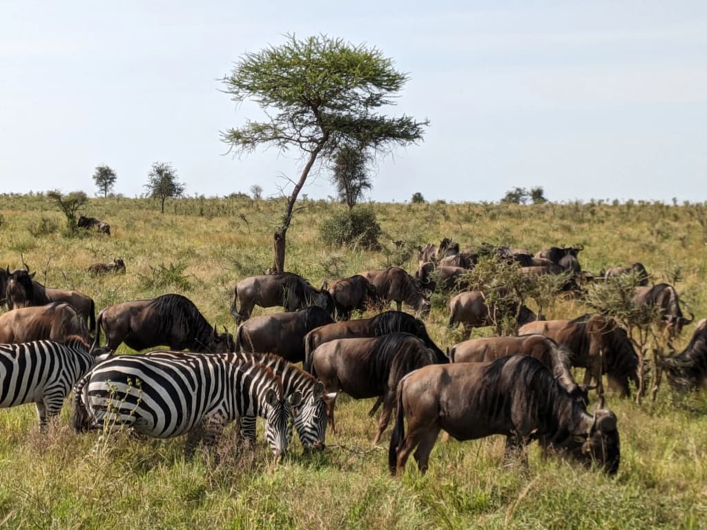 Golden sunrise over Serengeti plains