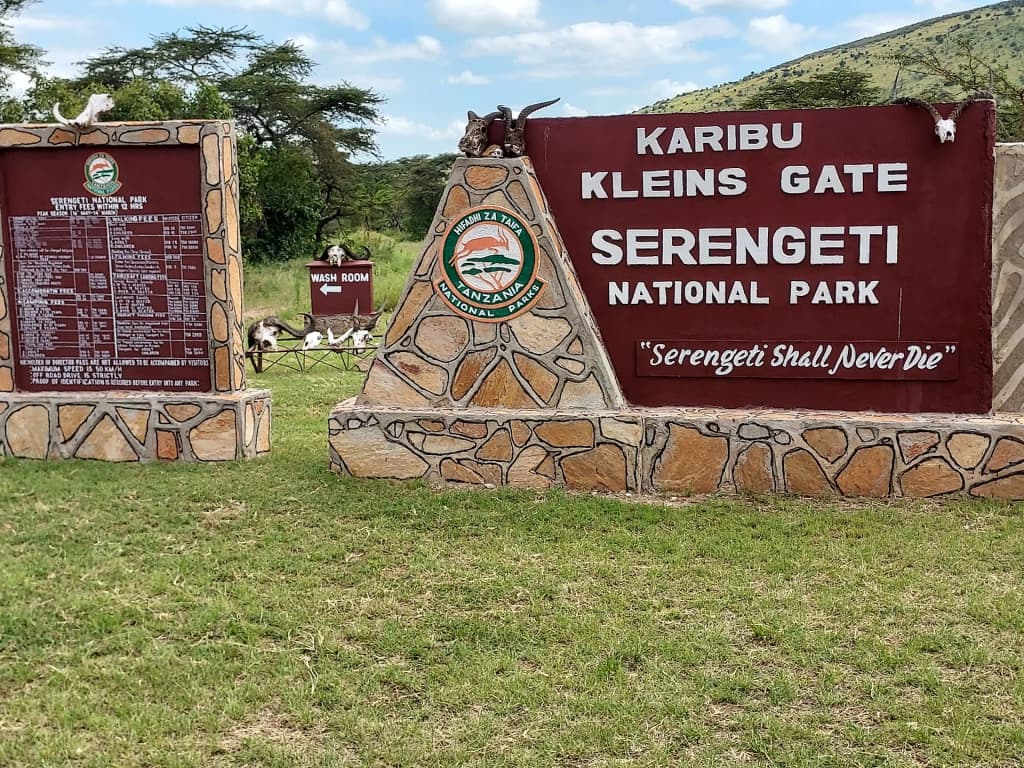 Lone acacia tree at sunset in Serengeti