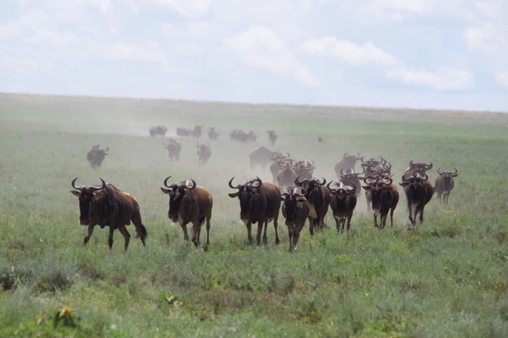 Cheetah sprinting across Serengeti
