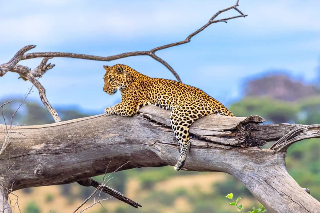 Serengeti National Park - Photo by el7amrawy