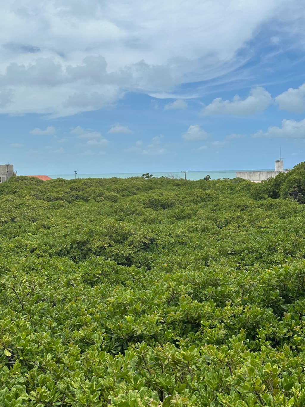La copa del mayor cajueiro del mundo en Pirangi do Norte