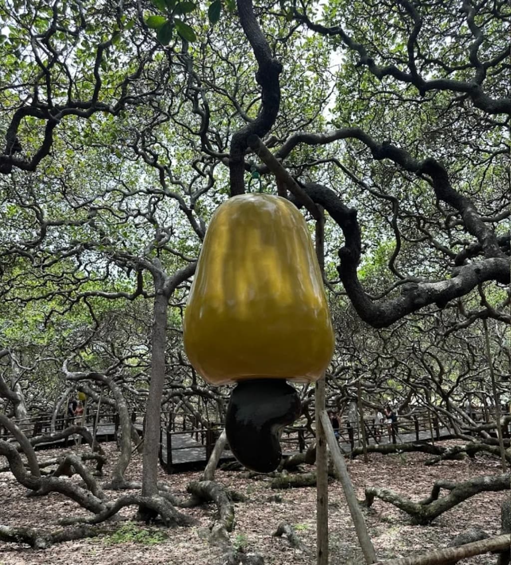Vista aérea del mayor cajueiro del mundo extendiéndose en Pirangi do Norte