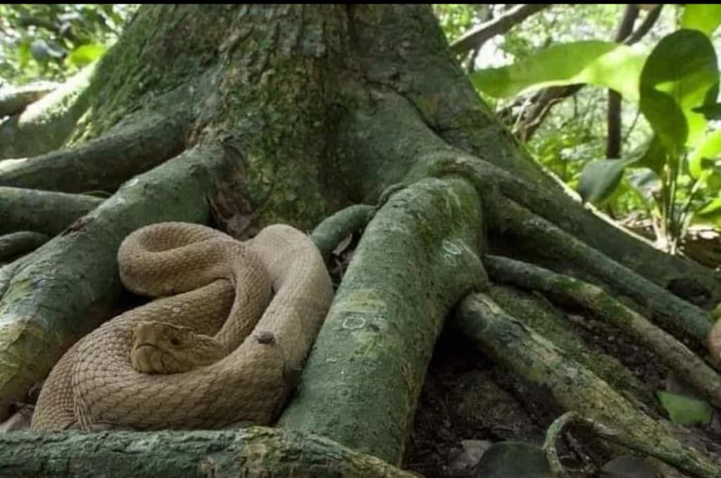 View from the cliffs above Praia do Sancho, golden sand and turquoise sea