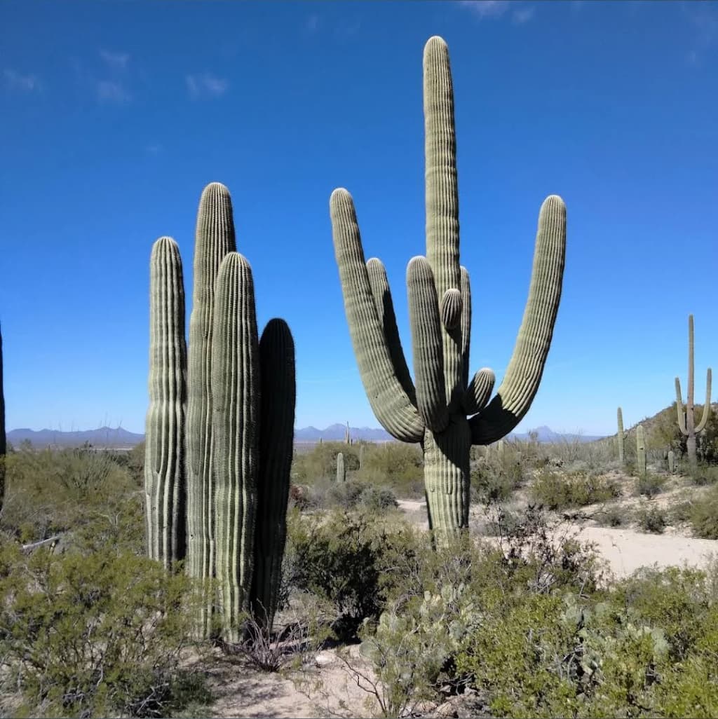 Saguaro cacti stand tall under a blazing Arizona sky