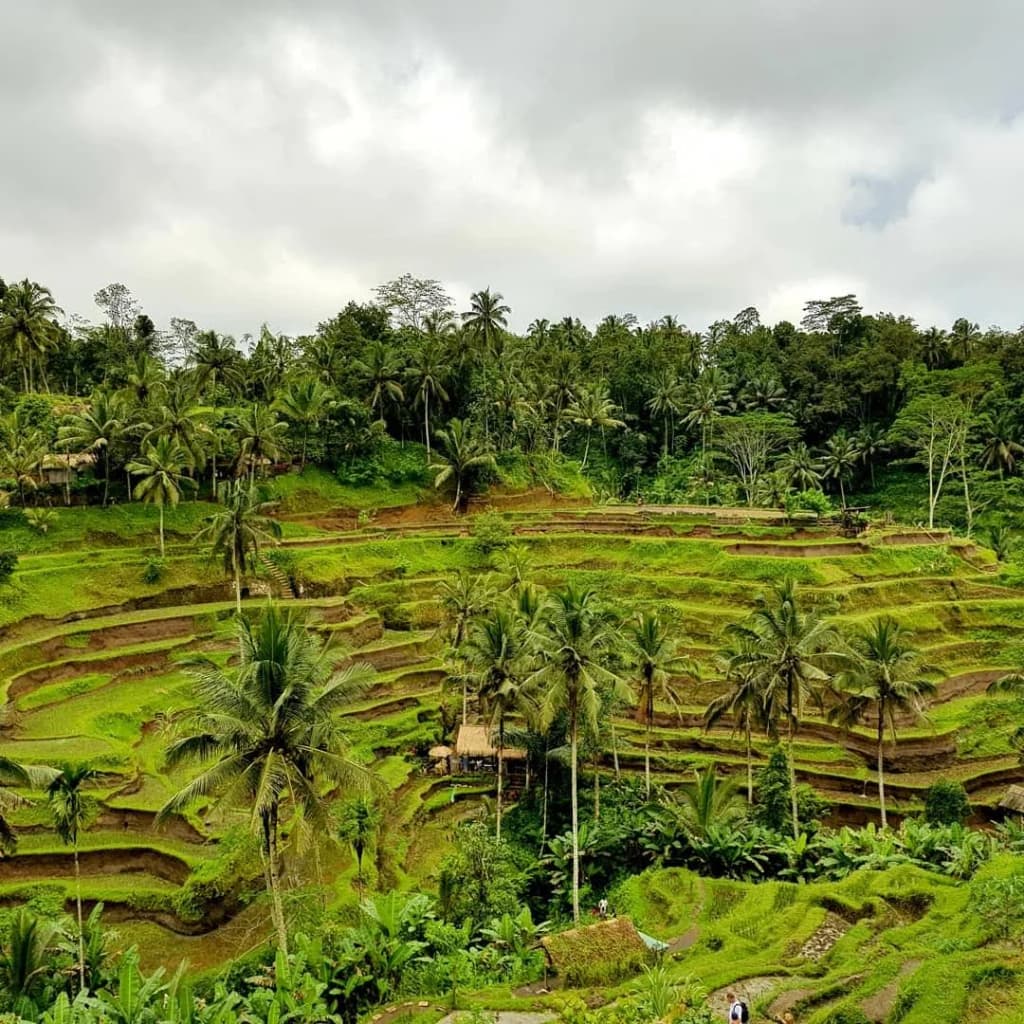 Tegallalang Rice Terrace - Photo by Sebastian Munera