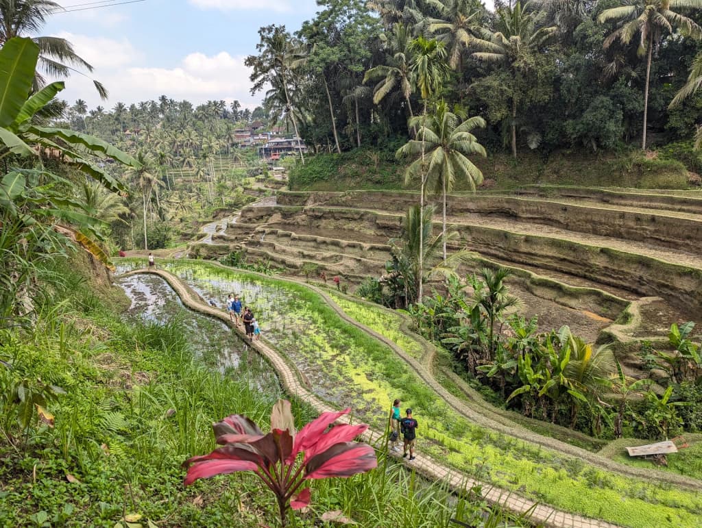 Tegallalang Rice Terrace, verde vibrante após a chuva