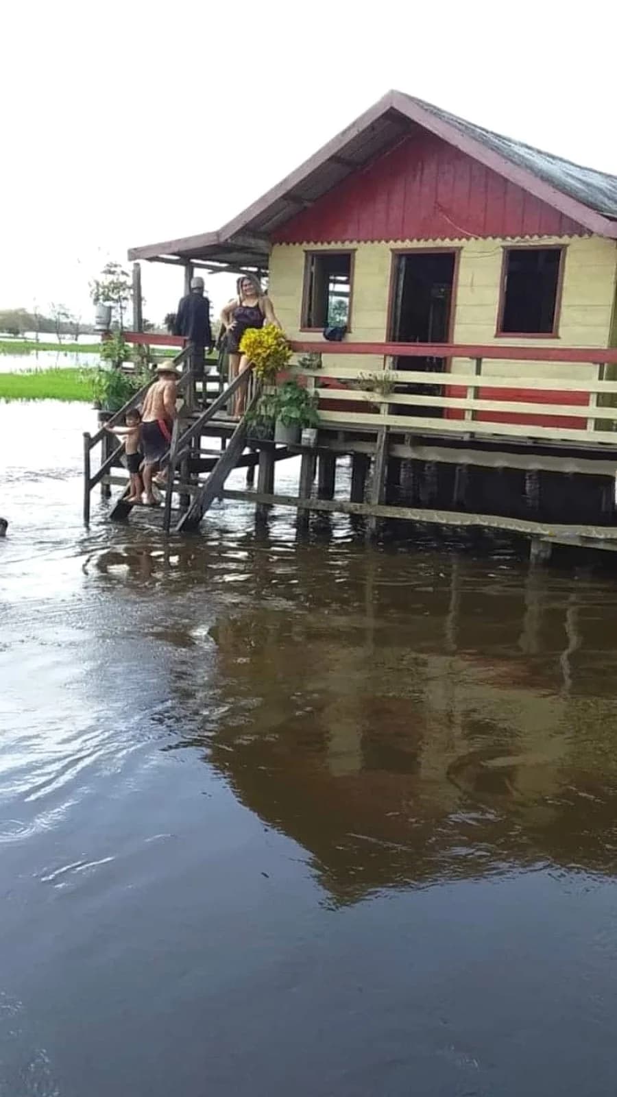 Árvores gigantes na Floresta Nacional do Tapajós