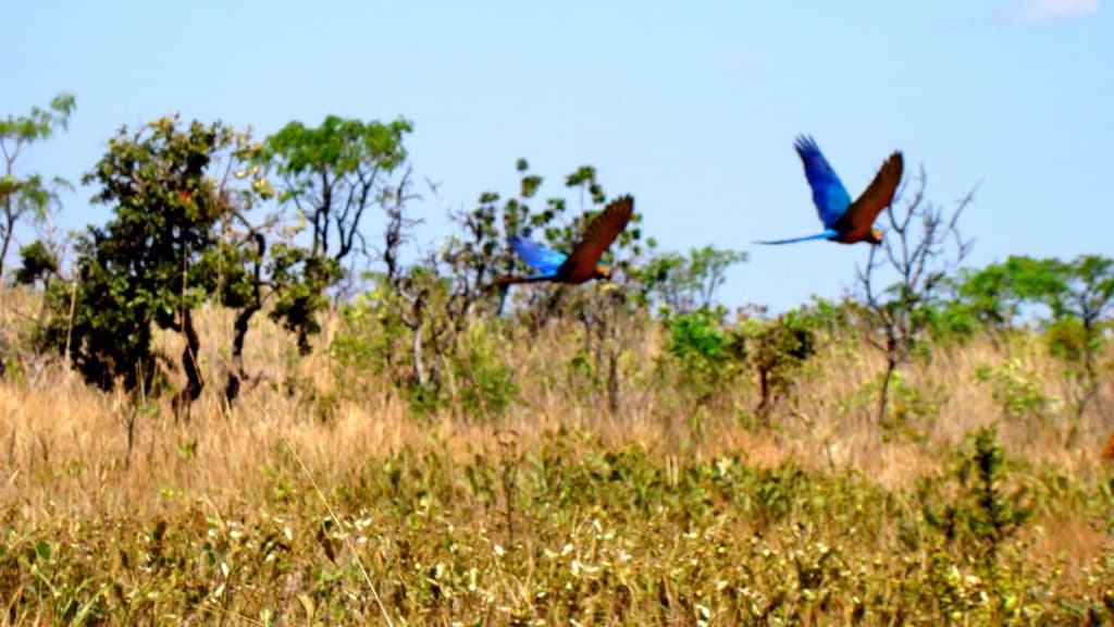 A vast, wild landscape of Chapada das Emas National Park, Brazil, with endless sky and open savanna