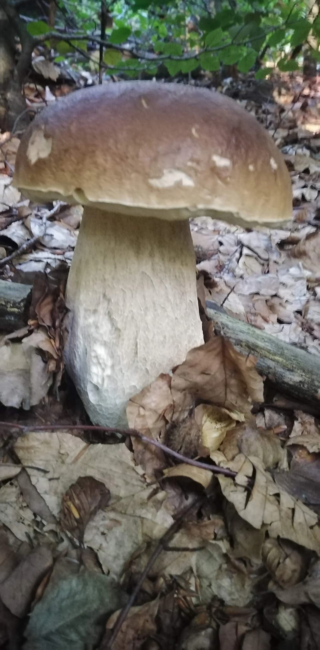 Hora Buzhora - Photo by Саня Димиров