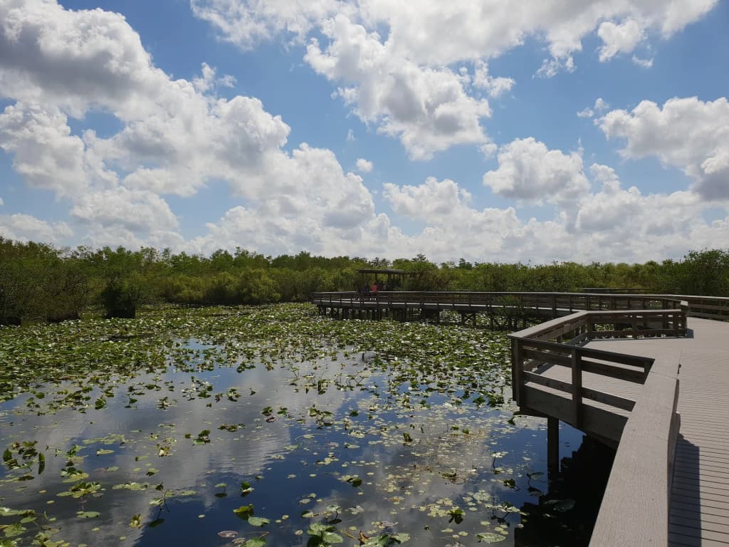 Everglades National Park with sawgrass, alligator, and birds