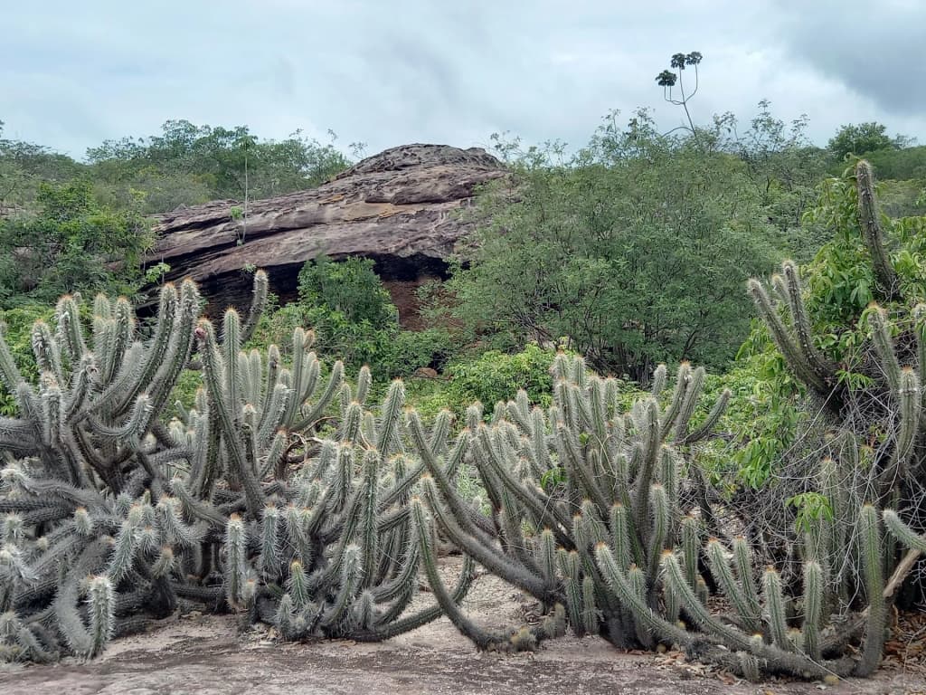 Serra da Capivara National Park - Photo by celia braga