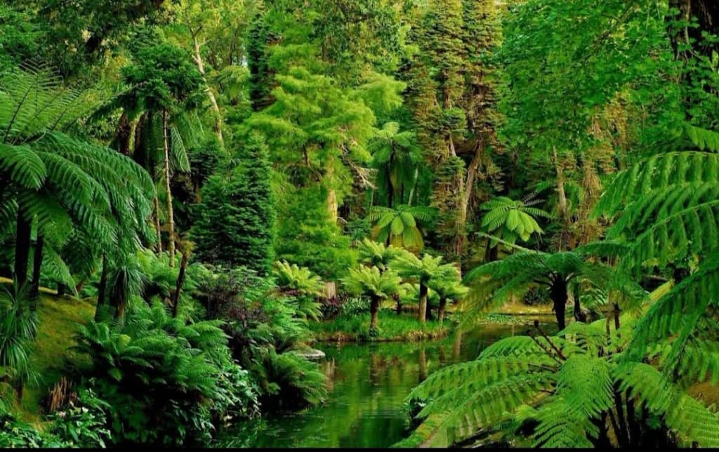 Amazon Rainforest - Photo by Daramchad Mena